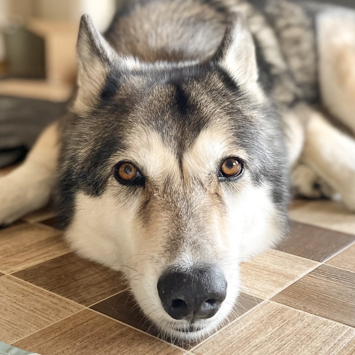 この状態の時の前足可愛くて好き。

#イデックス