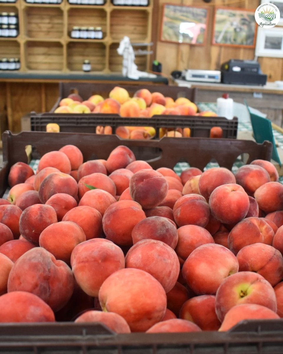 🍑 Swing by a local farm stand or market to enjoy fresh, juicy peaches grown right here in our community. Support Montgomery County agriculture while savoring the taste of summer!
#MoCoAg #EatLocal #FreshPeaches #FarmFresh #SupportLocalFarms #MontgomeryCountyMD #MarylandProduce