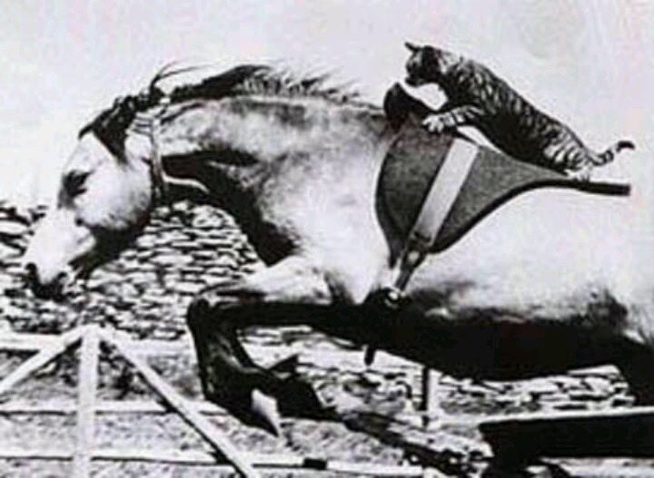 horse tweet media