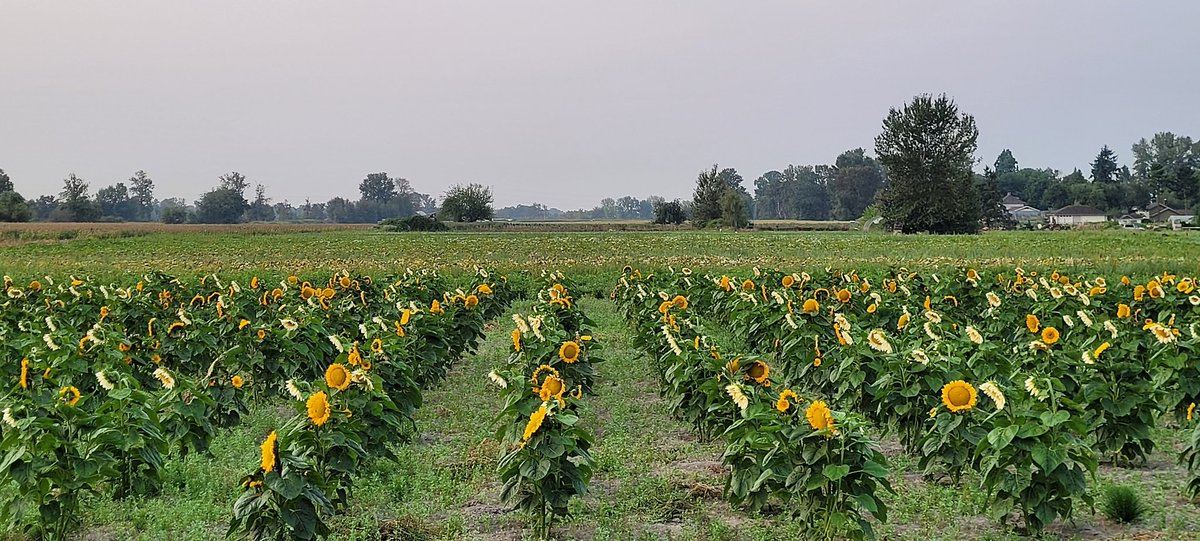 Happy #SundayYellow 🌻🌻🌻🌻🌻🌻🌻🌻🌻🌻