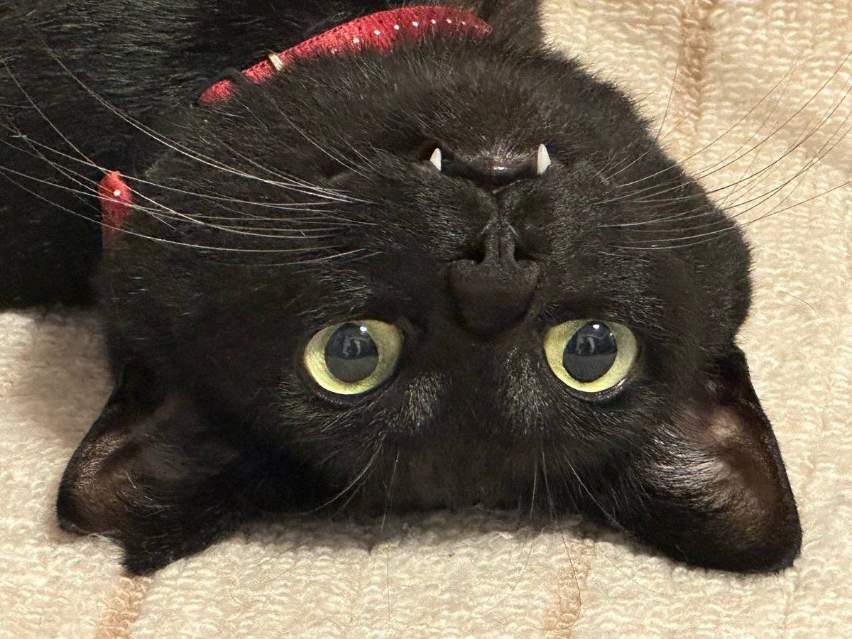 Здрасьте! 😽