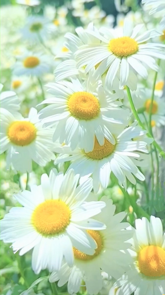 いつもありがとうございます♥

相互フォロー募集中100🍓
ブルーバッジです
無言フォロー歓迎です🍒懸賞好き
フォロバまだの方はリプお願いします🙇
ステキな１日をお過ごしください😺