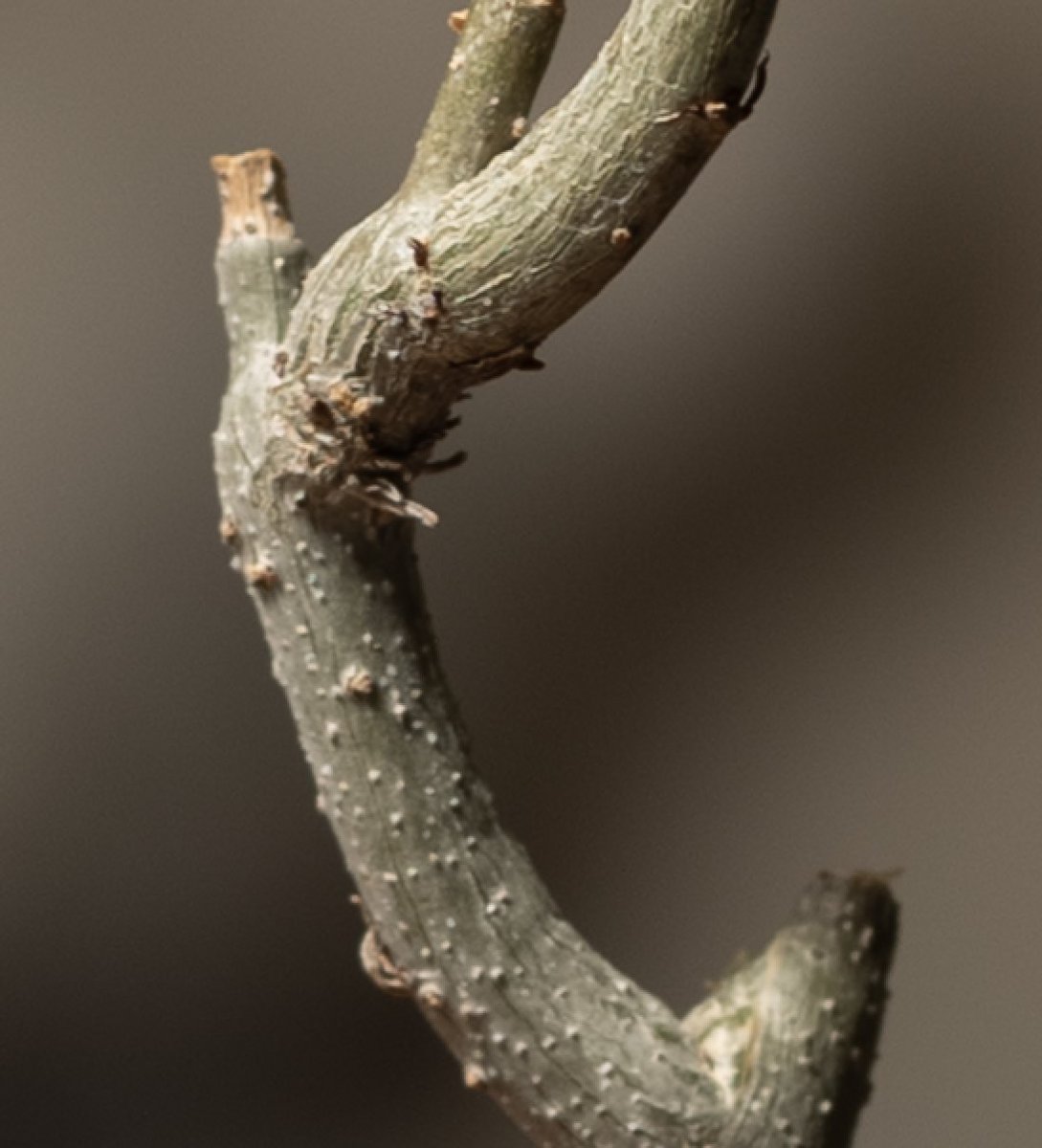 leicaphoto1985's tweet photo. ISO 100の三脚固定で、ライカS typ007 と、ズマリット70mm の描写を検証している
これがライカ中判一眼レフの描写か…
圧倒的じゃないか。
4000万画素で400%でも、見える。
#Leica #S007 https://t.co/TVgiOV1qSu