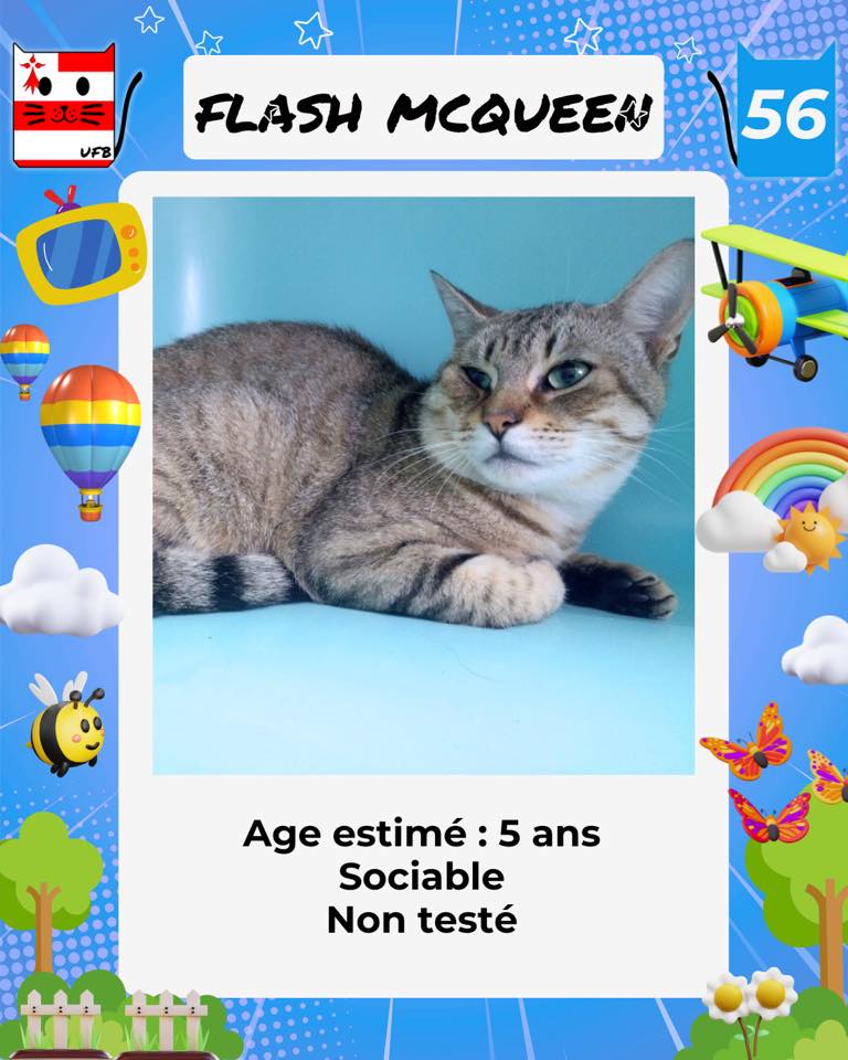 justineducern's tweet photo. Je suis en Fourrière en Bretagne ds le dépt 56 
car j'ai été trappé, non identifié. 
Je suis à ADOPTER pour me sortir de cette fourrière, 
mais avt le 13/09 
Pour Renseignements:
faire message à Urgences Fourrières de Bretagne sur page fbk:   
Lien⤵️ https://t.co/cij7aMijO4 https://t.co/XHsMQJ7GoT