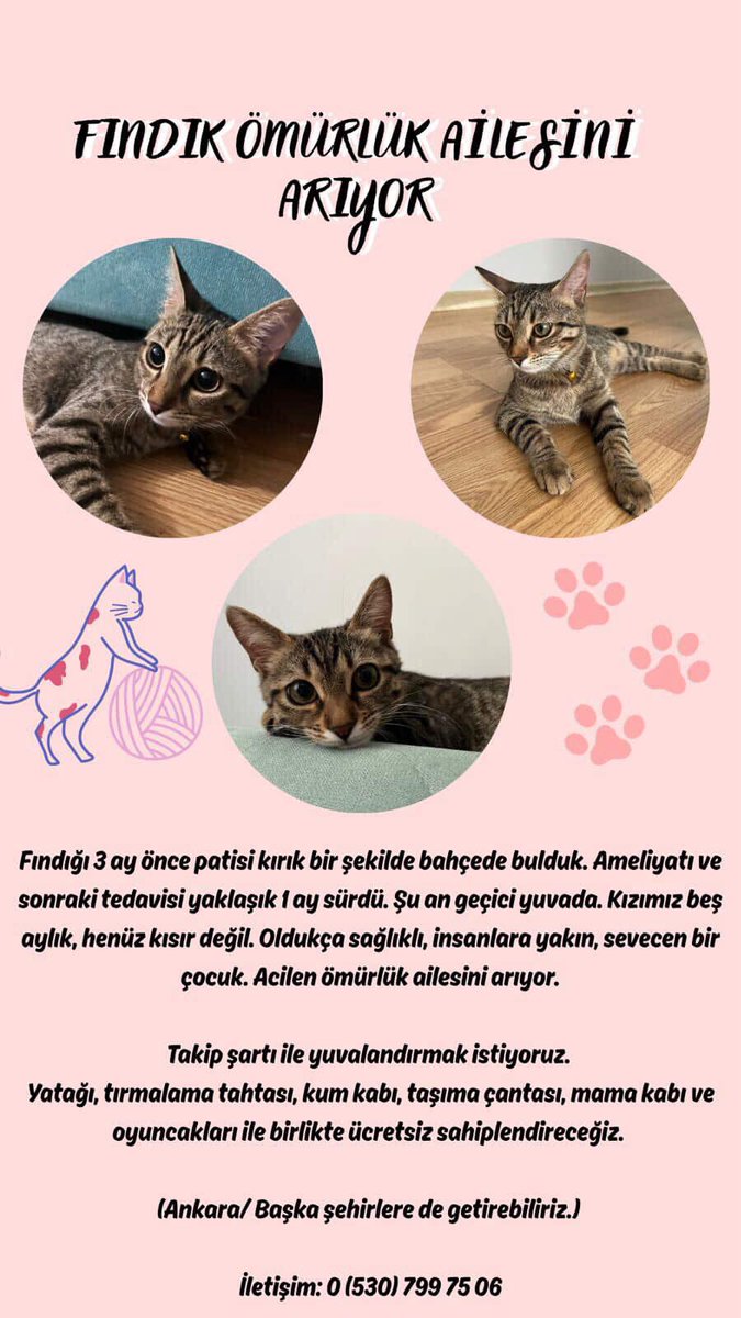 ‼️Kurtarılan kızımız Fındık 5 aylık, sağlıklı, sevecen ve çok insancıl 🐾 Henüz kısır değil.
Acilen ömürlük ailesini arıyor 🙏 Ankara ama başka şehirlere de getirilebilir❗️