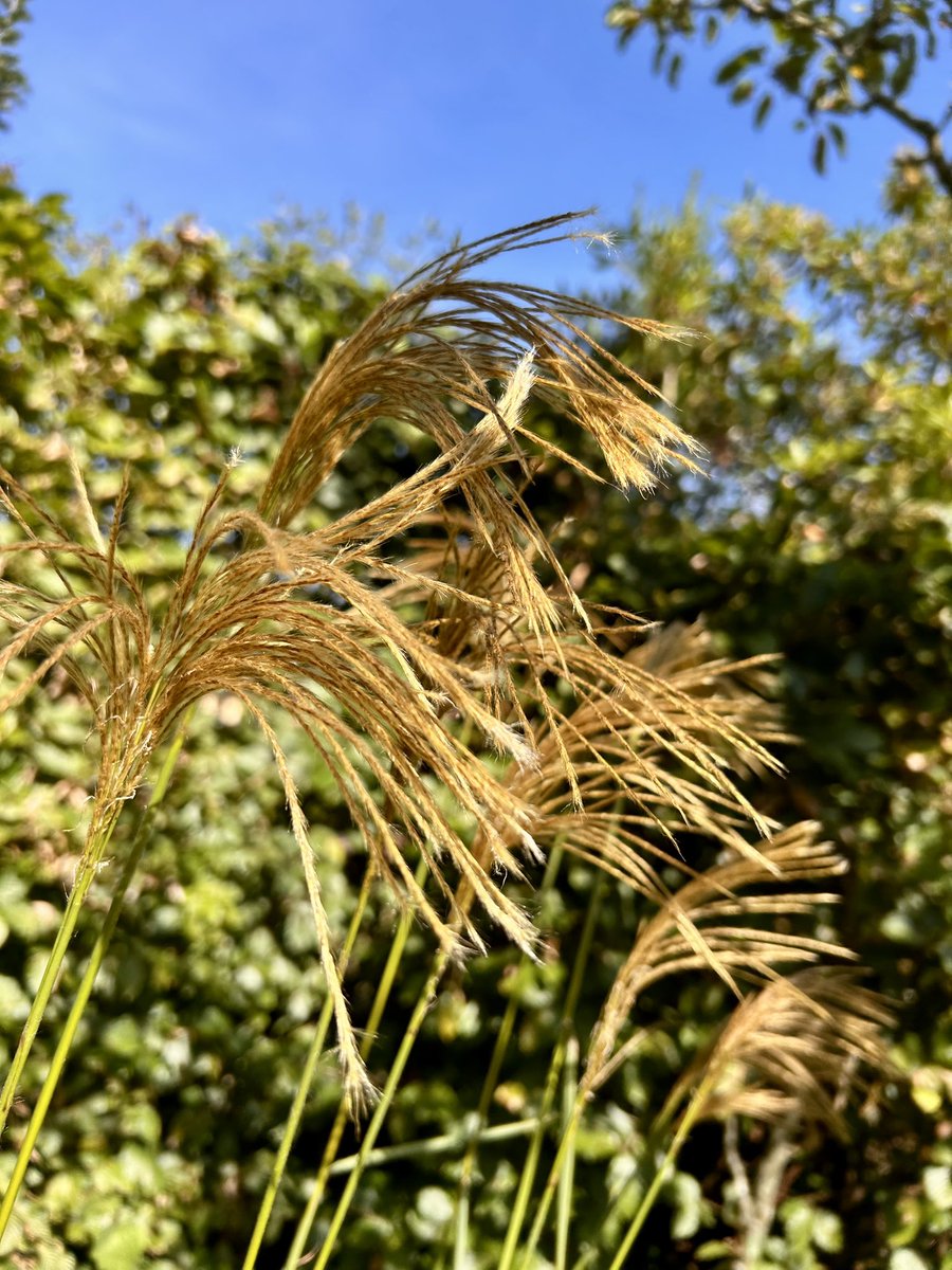 Max Temmerman 🇧🇪 tweet media