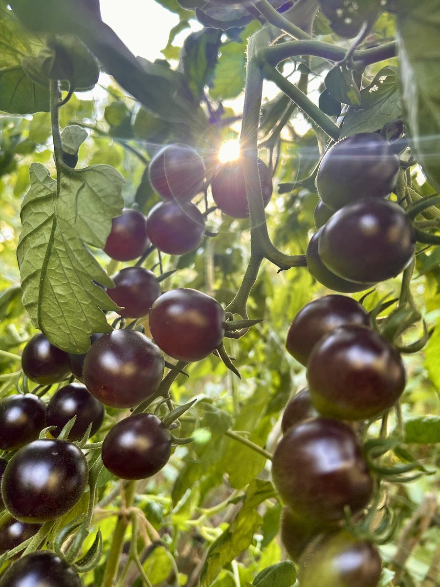 Max Temmerman 🇧🇪 tweet media