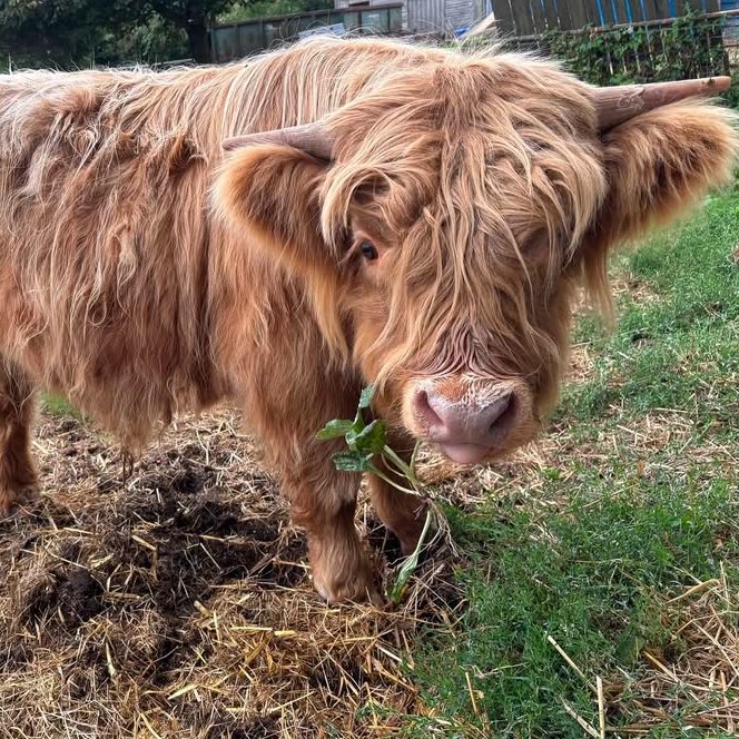 📅 8th September 2025
🐮 Boris
🏷️ Instagram/colready_highlands
💕 #animaloftheday