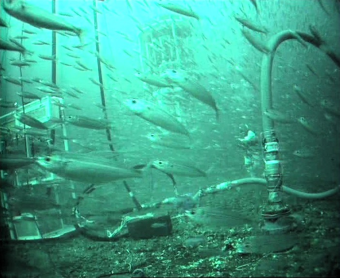 salvamentogob's tweet photo. Buceo libre/pesca submarina/escafandrismo... implica entrar en un ambiente hostil al ser humano.
Es vital: buena forma física/salud, formación, revisión de equipos y advertir de presencia.
Consejos de Seguridad https://t.co/zlDJUL68nJ
#DíaInternacionaldelosBuzos #DiversDay #Buzo https://t.co/Ay2RMljFDn