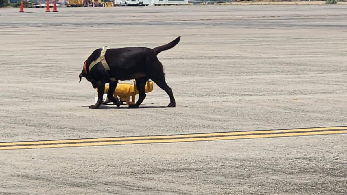 CISFSouth's tweet image. *Behind the scenes, yet always on the frontline!*  
#CISF&apos;s Bomb Detection &amp;amp; Disposal Squads (BDDS) work tirelessly to detect &amp;amp; neutralize threats, ensuring safety &amp;amp; security of India&apos;s vital installations &amp;amp; public spaces. 
#BDDS  #ShieldOfSecurity #NationFirst
@CISFHQrs
