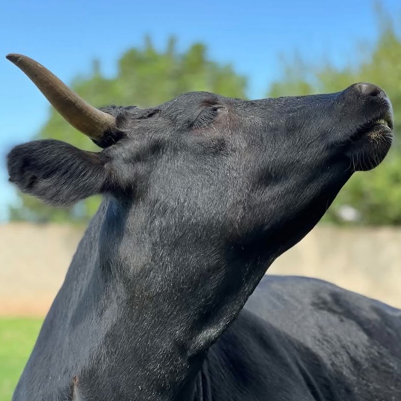 📅 10th September 2025
🐮 Moona Lisa
🏷️ Instagram/aimeesfarmanimalsanctuary
💕 #animaloftheday