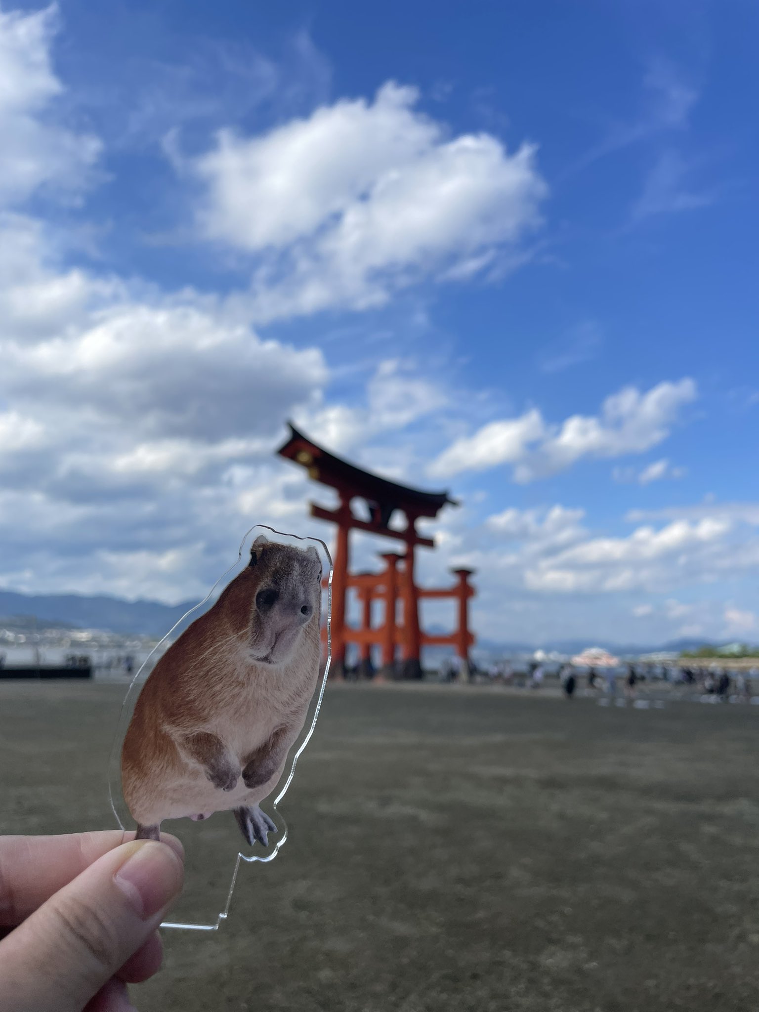カピバラかぴばら on X: 