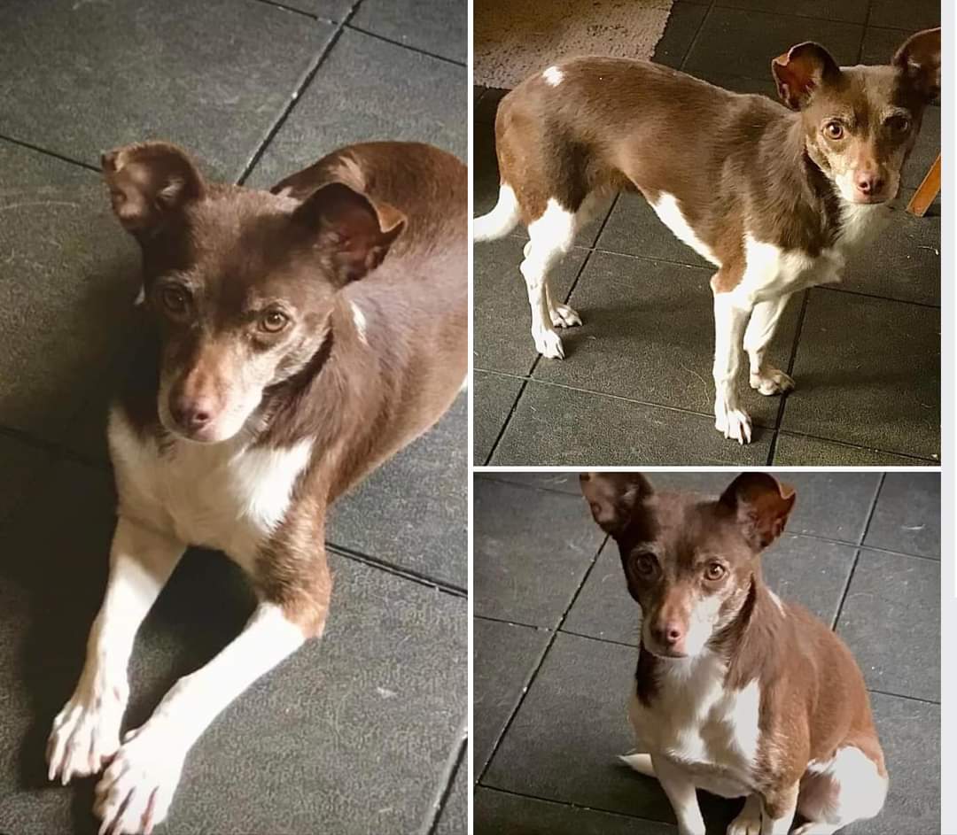 MissingPetsGB's tweet image. Pretzel went missing in November 2023, nearly 2 years ago in #harrietsham #kent #me17 

There have been no sightings or information about her since. She is a tan and white whippet. Please please get in touch if you recognise her from her photos🙏 #stolendoghour
