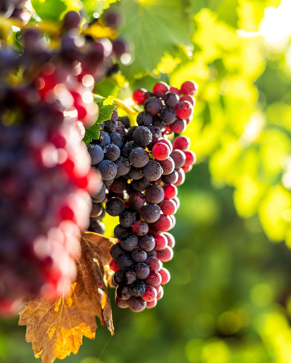 DO Catalunya tweet media