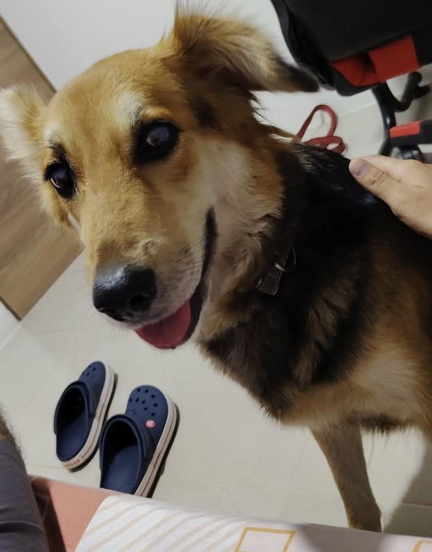 AlertaMePerdi's tweet photo. #ENCONTRADA  #GUAYAQUIL
Fecha: 06-09-25
Sector: Norte, Frente al Parque Samanes por la Av. Francisco de Orellana
Sexo: Hembra
Raza: Mestizo
Obvs: Color negro con café, ojos con cataratas y una orejita caída.
Contacto: 0958870710
¡Ayúdala a volver con su familia!
#AlertaMePerdí https://t.co/F8KtsGxjjr