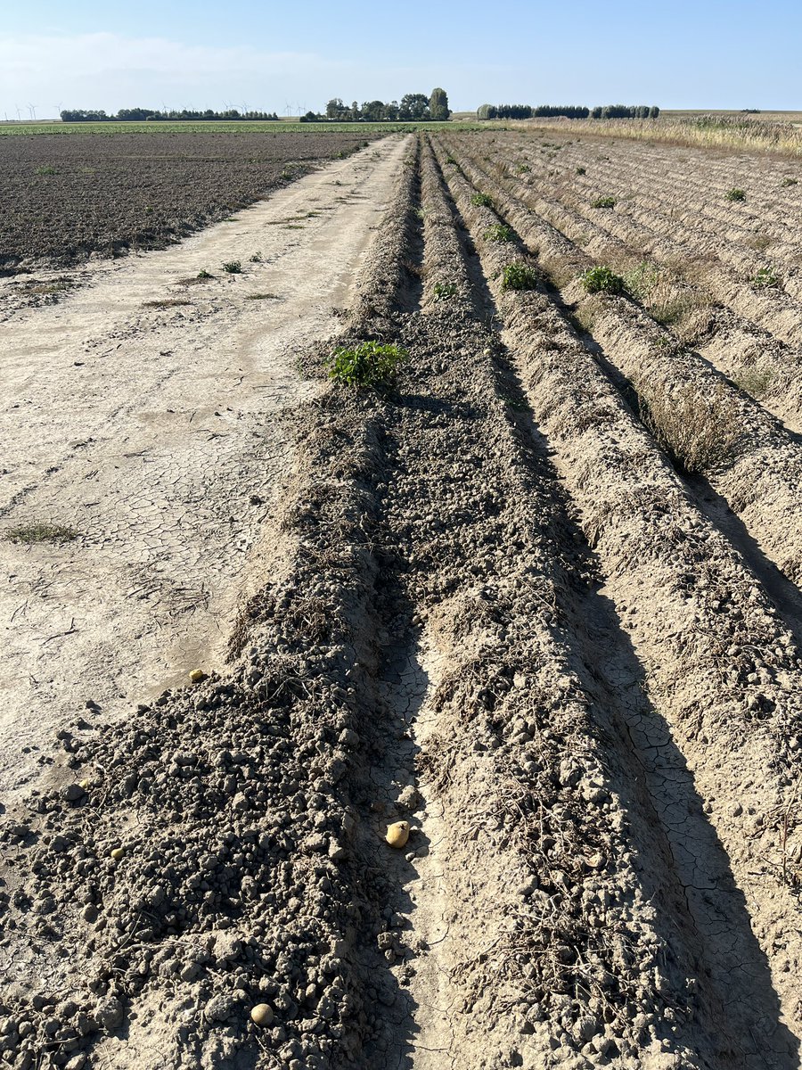 Rondje op de #akker. Knolselderij en grasklaver hebben de groei goed te pakken. Altijd jammer als je gewassen geoogst worden door anderen 🙁#teelt25 #jammerhoor