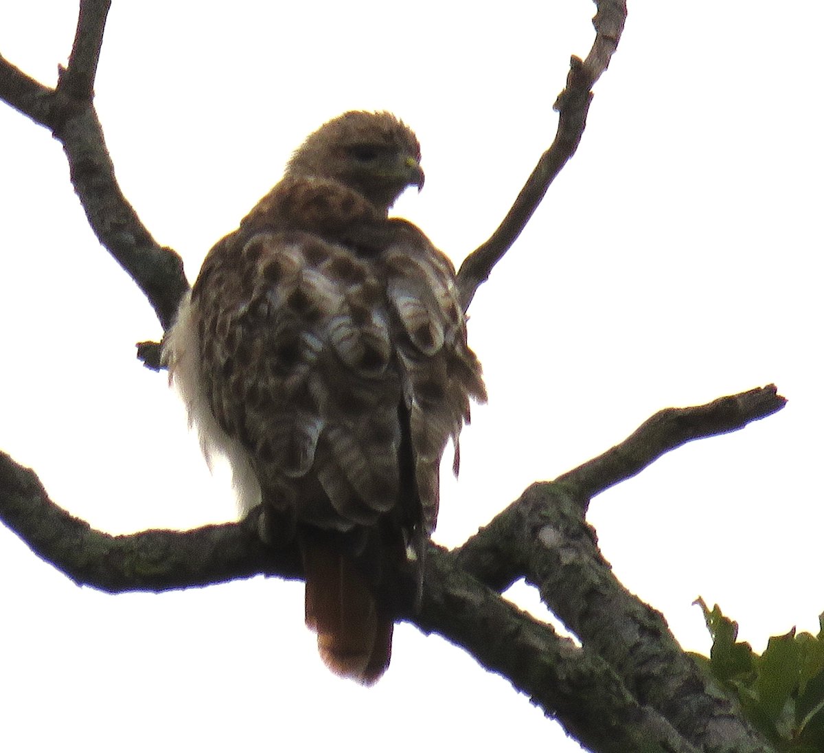 9/6  Our BOGS spot Arthur in the big oak tree in front of AD White.

After watching over O2 the past few days, Arthur must have taken Saturday evening off, preening well into the twilight.

Many thanks to Suzanne and woodg for the evening report!