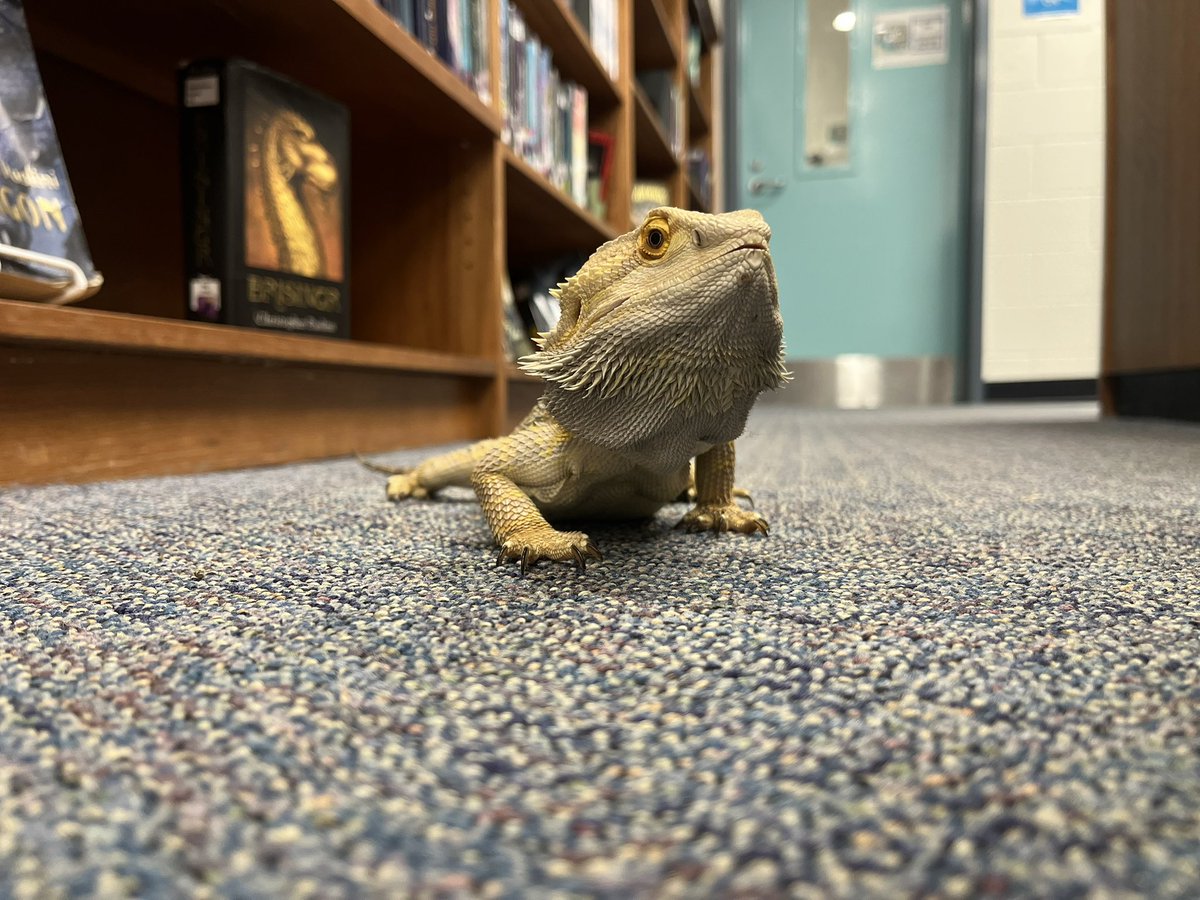 LibraryRmms's tweet image. Dumbledore had great fun running around the library! ❤️⭐️🎉#petsintheclassroom