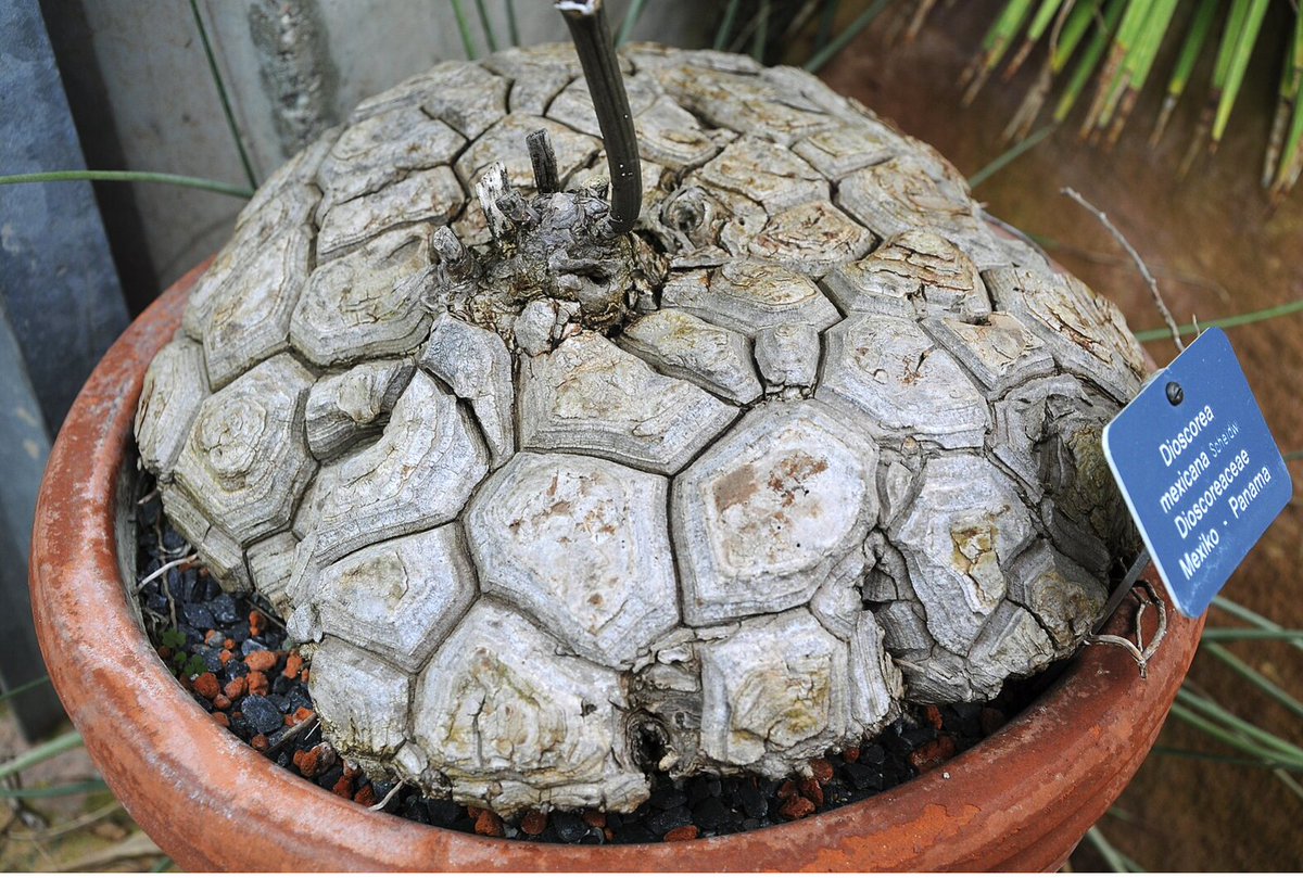 The plants Dioscorea elephantipes (left image) and Dioscorea mexicana (right image) illustrate that Africa and South America were connected during the late Paleozoic and early Mesozoic eras.

Look how similar they look!
