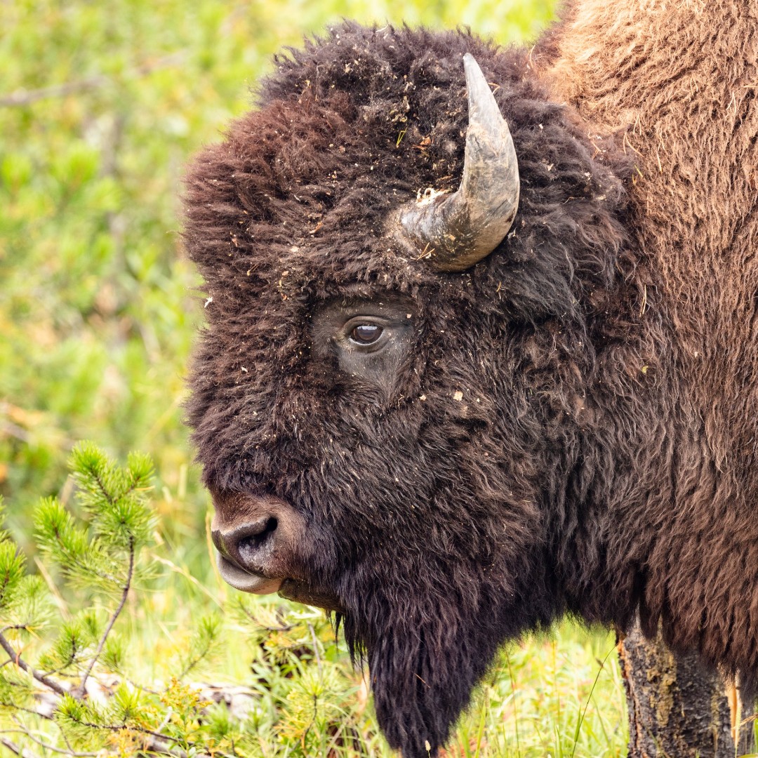 Interior's tweet image. We&apos;re not making any Super Bowl predictions… but America’s national mammal vs. her national bird would be wild. 🦅🦬 

How do you see the season playing out?