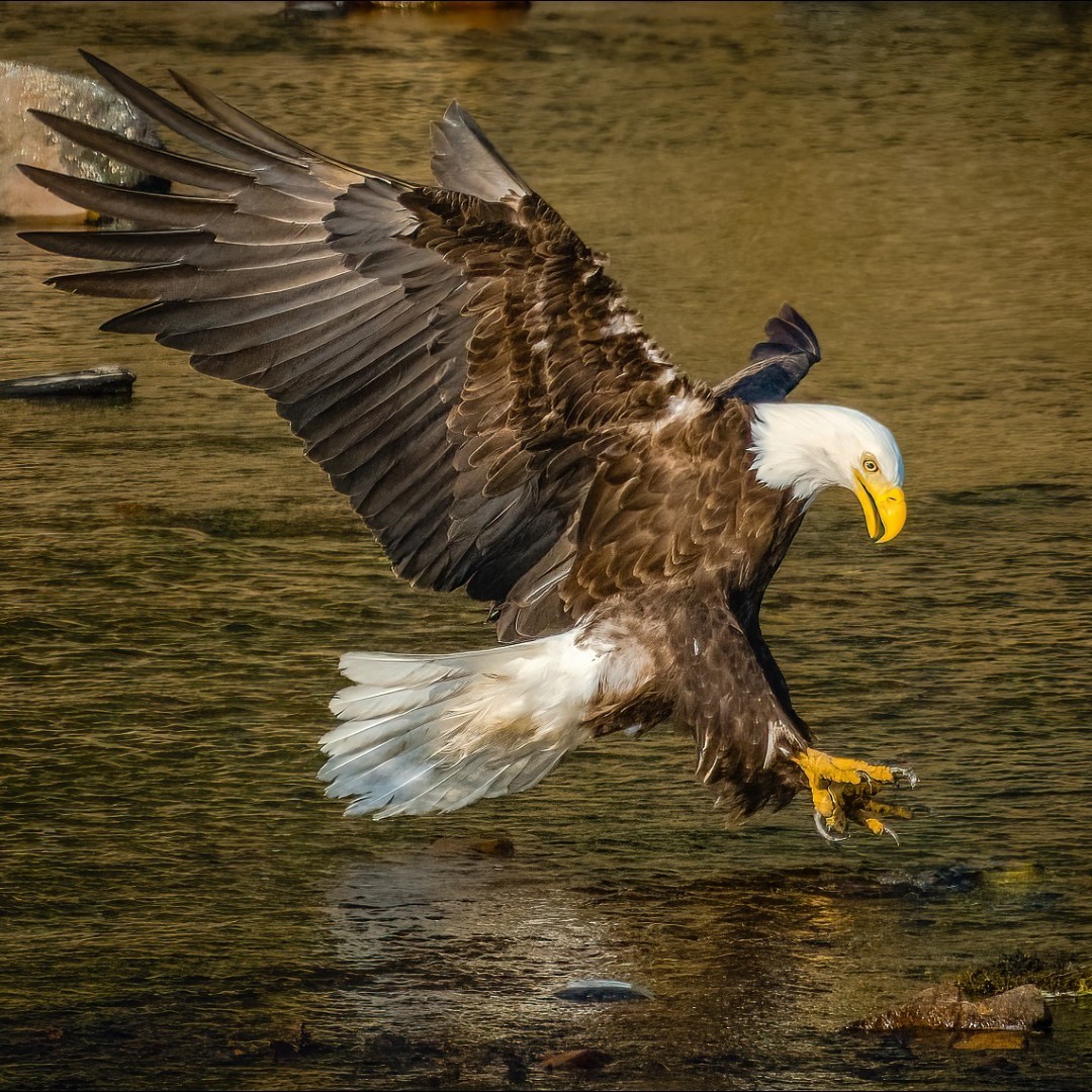 Interior's tweet image. We&apos;re not making any Super Bowl predictions… but America’s national mammal vs. her national bird would be wild. 🦅🦬 

How do you see the season playing out?