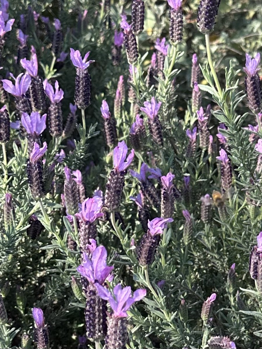 Annie Weeks brings us an excerpt from her upcoming novel. It’s set in the Netherlands, a long time ago, today.

muleskinnerjournal.com/der-tod

#writingcommunity #litmag #flashfiction #literature #writers #fiction #fictionsubmissions #fictionwriter #poets #poetry