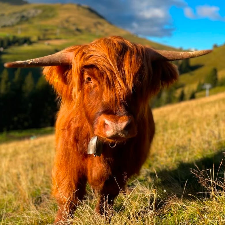 📅 12th September 2025
🏷️ Instagram/brandhof_lenk
💕 #animaloftheday