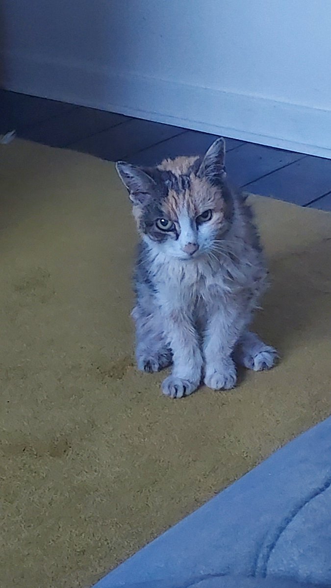 At nearly 19 years of age, this scruffy but beautiful old girl of ours crossed the 🌈 bridge on Friday evening and now runs pain free with her sisters, Millie and Mia. So glad you were ours for all that time. ❤️ We'll miss you Olivia (Livvie/Liv), always. 😢💔🐱 xx