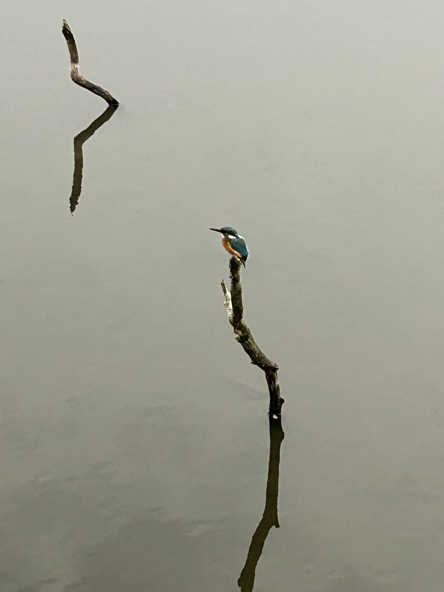 Catherine Hope (@catherinece) on Twitter photo Amazing to see a kingfisher today at Gosforth Nature Reserve Amazing to see a kingfisher today at Gosforth Nature Reserve