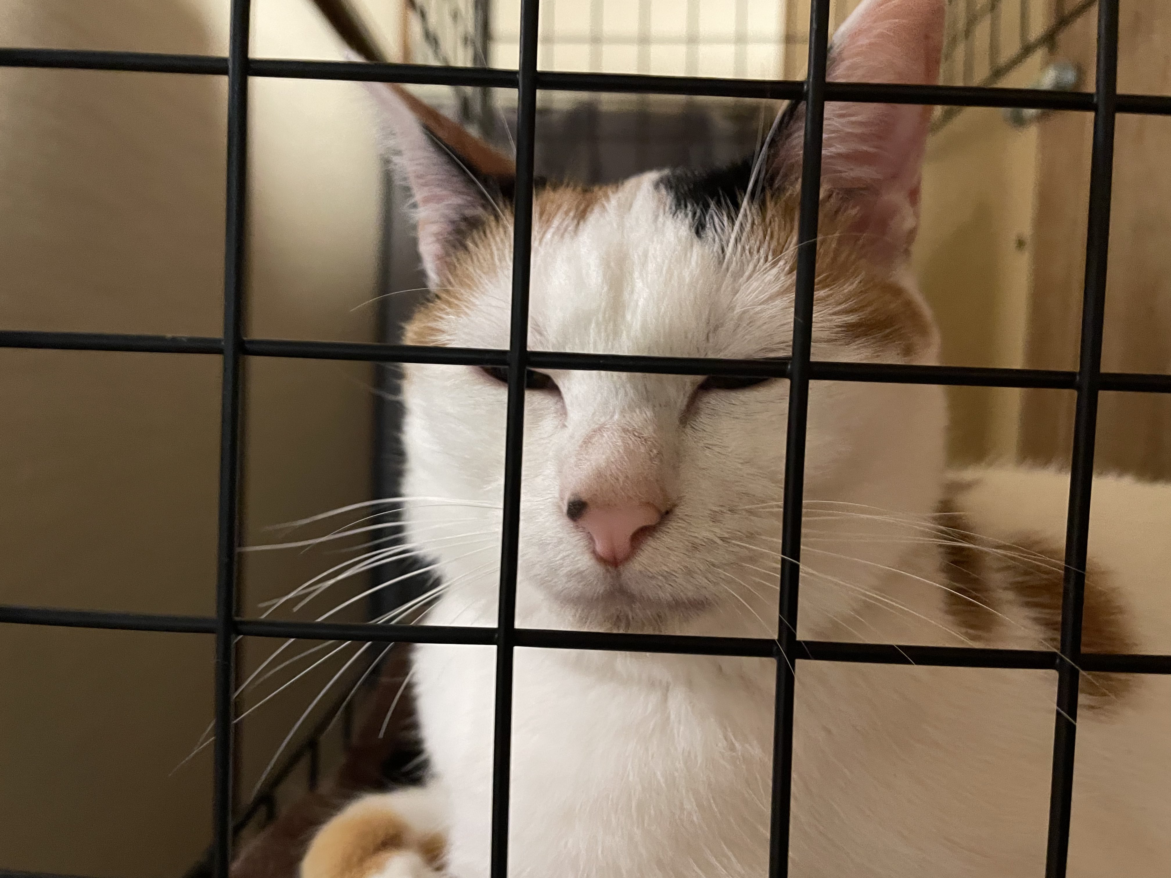 にゃんちくだいすきくらぶ on X: 