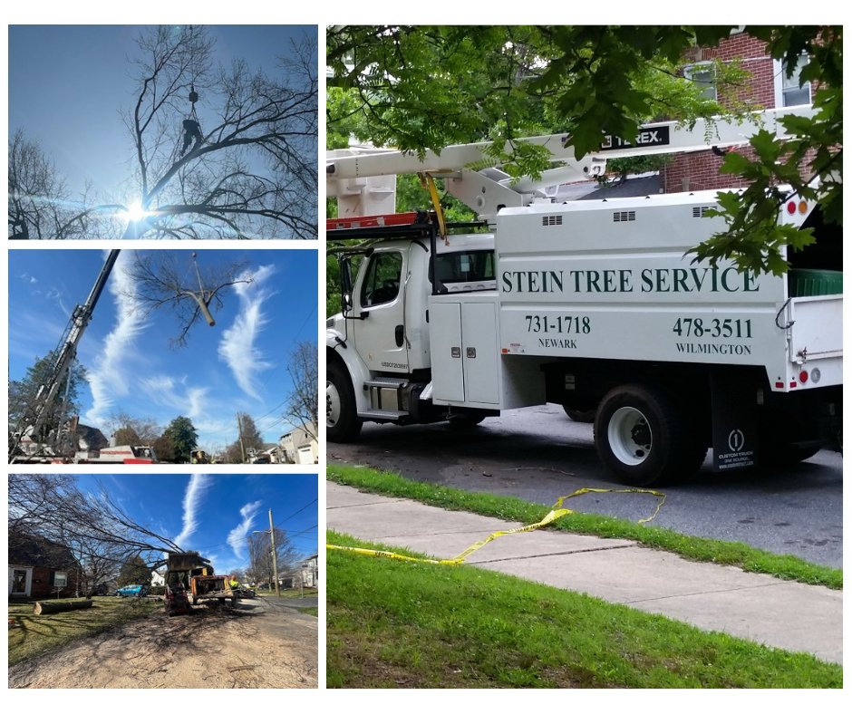 SteinTreeDe's tweet image. Stein Tree Service offers #ProfessionalTreeCare and plant health care services in Delaware, Pennsylvania, and Maryland. Our experienced professionals are passionate about tree and plant health care and strive to provide extraordinary service for every customer.