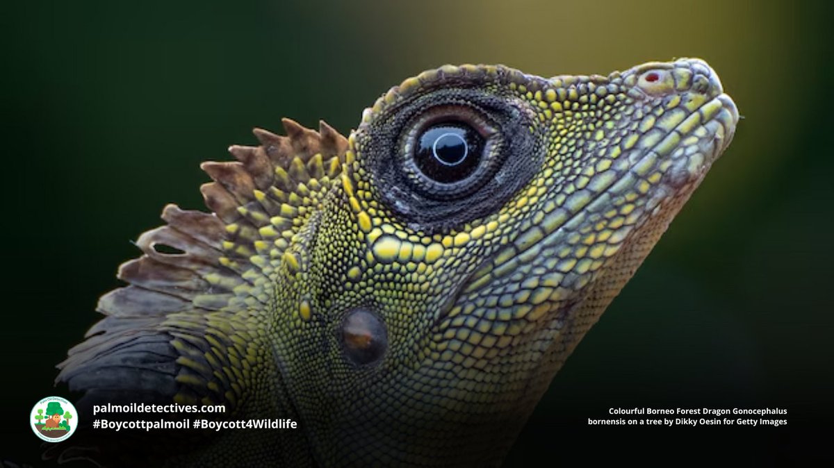 Palm Oil Detectives #BoycottPalmOil tweet media