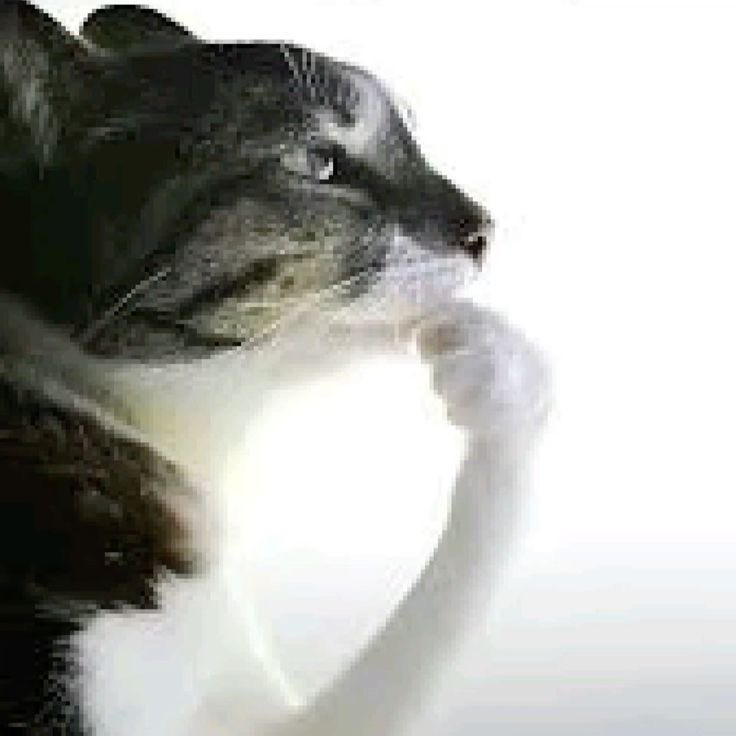 Why do I like man tits but not women tit… hmm…