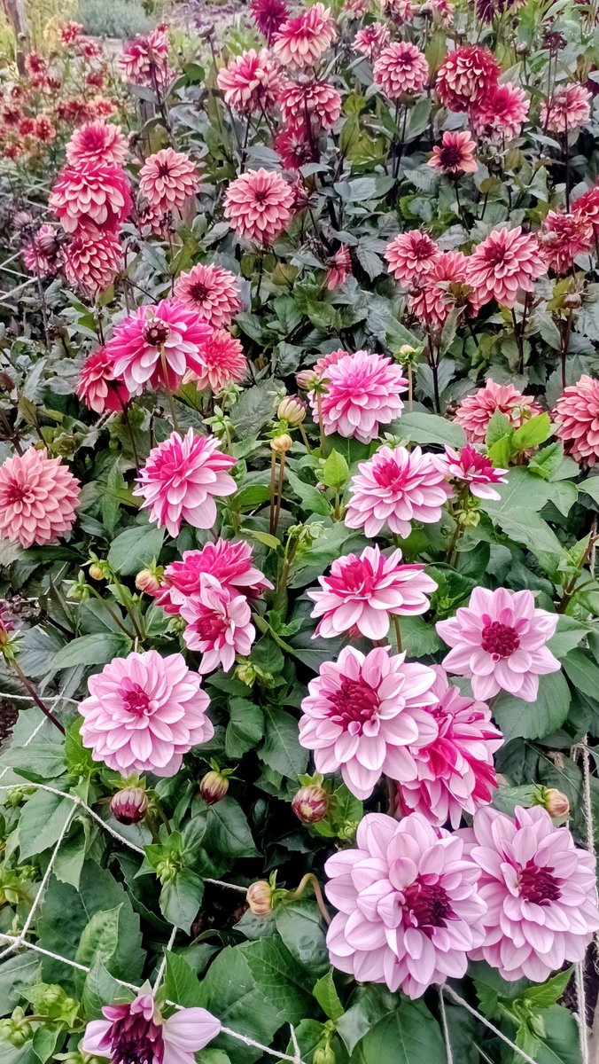 This afternoon at <a href="/ChartwellNT/">ChartwellNT</a>...