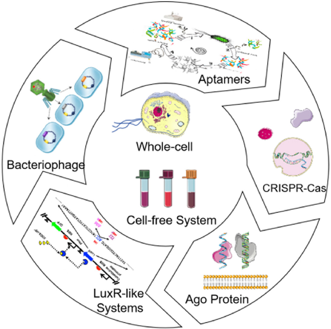 Synthetic biology meets diagnostics: Engineering biosensing platforms for rapid and accurate pathogen and viral detection
doi.org/10.1016/j.bios…