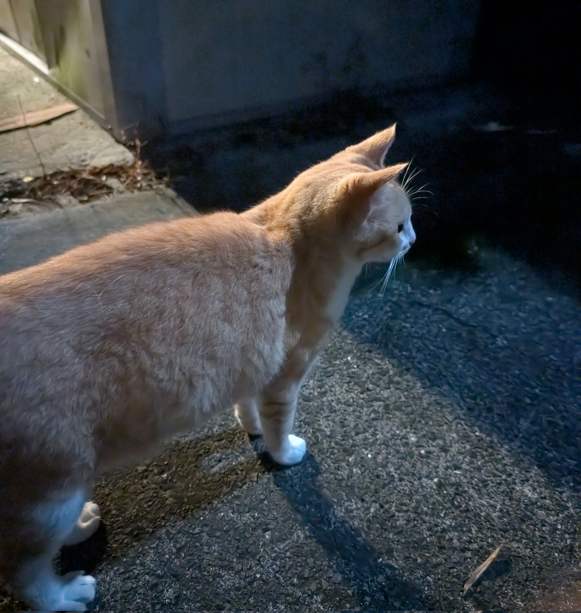 外が明るい！！！！
にゃんも明るい🐱