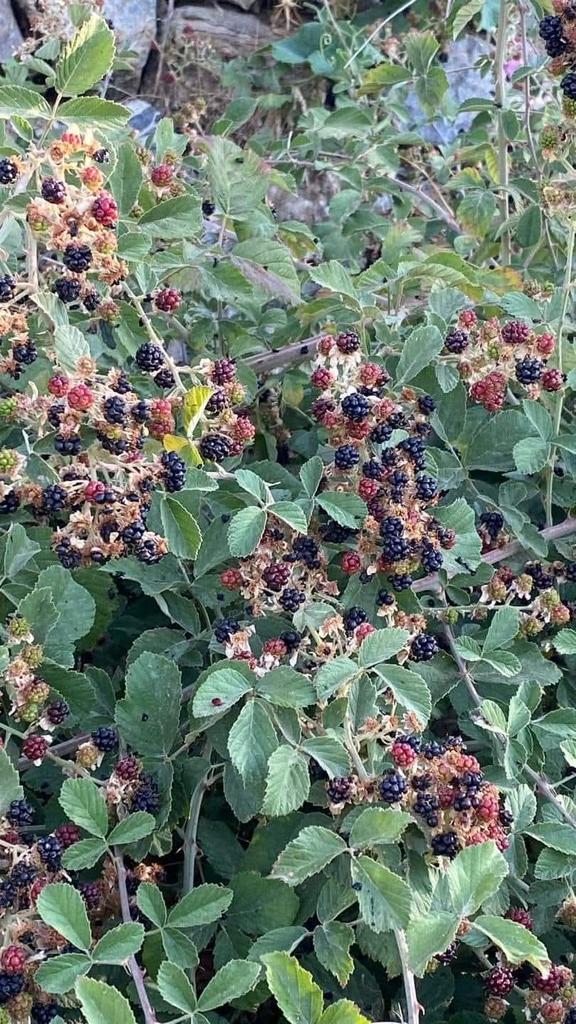 DOGAYA, DOGALA DÖNÜŞ ZOR DEĞİL,,,

O kadar basitleşmiş ve yıpranmışız ki. 
Sadece yeme, içme, uyku, aptalca lüks, pahalı kıyafetler ve eğlence peşindeyiz. 
Çoğu kişi doğayı unutmuş...
Günaydın güzelliklerden güzel gönülülere...