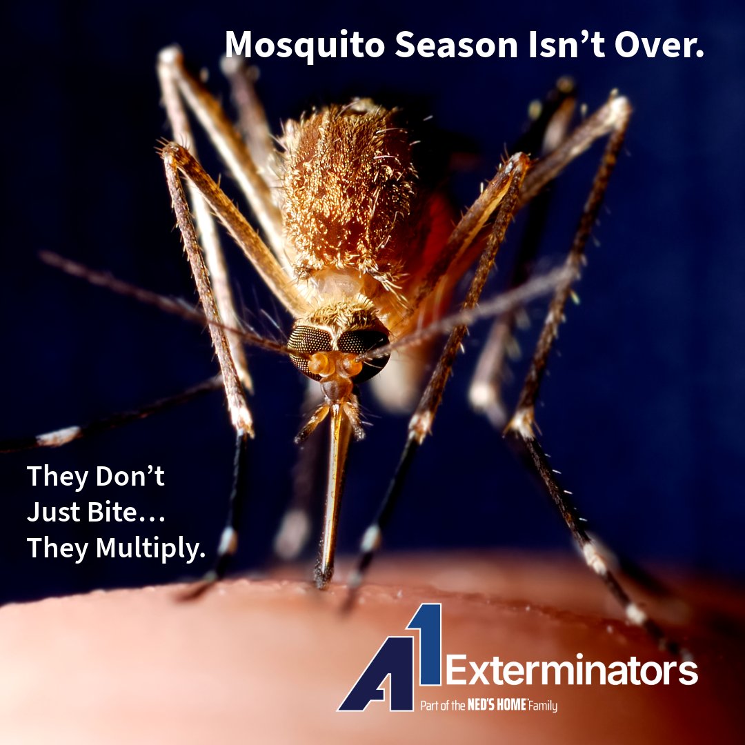 A1Exterminators's tweet image. 🍂 Fall is coming, but mosquitoes aren’t done yet! These biters stay active on warm days. Don’t let them ruin your season — call (855) 601-0691 for protection! #a1exterminators #mosquitocontrol #fallpests