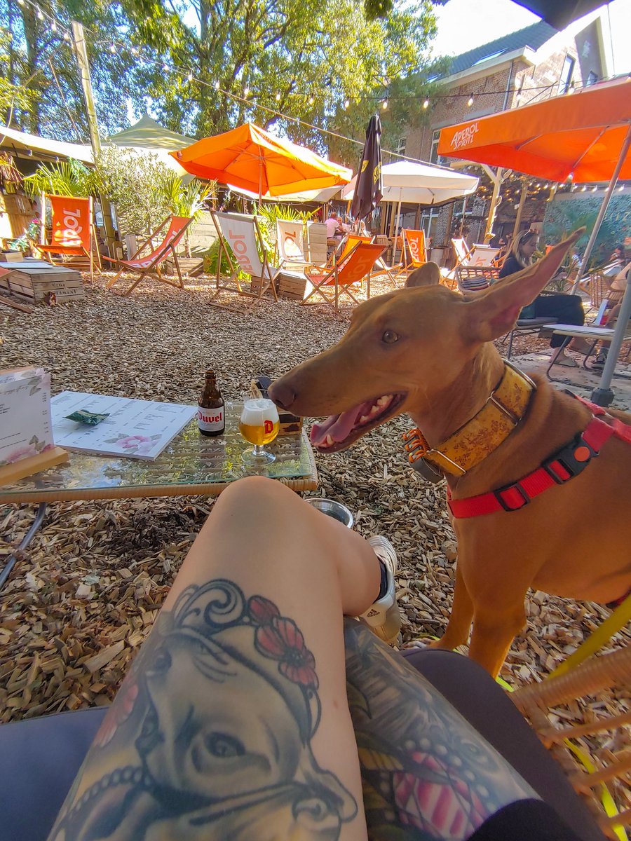 5D DIY Diamond schilderij nieuwe dier diamant borduurwerk kruissteek hond  foto's van strass mozaïek Home Decor kopen vanaf een prijs van 4.29 | Joom, image size:900x1200