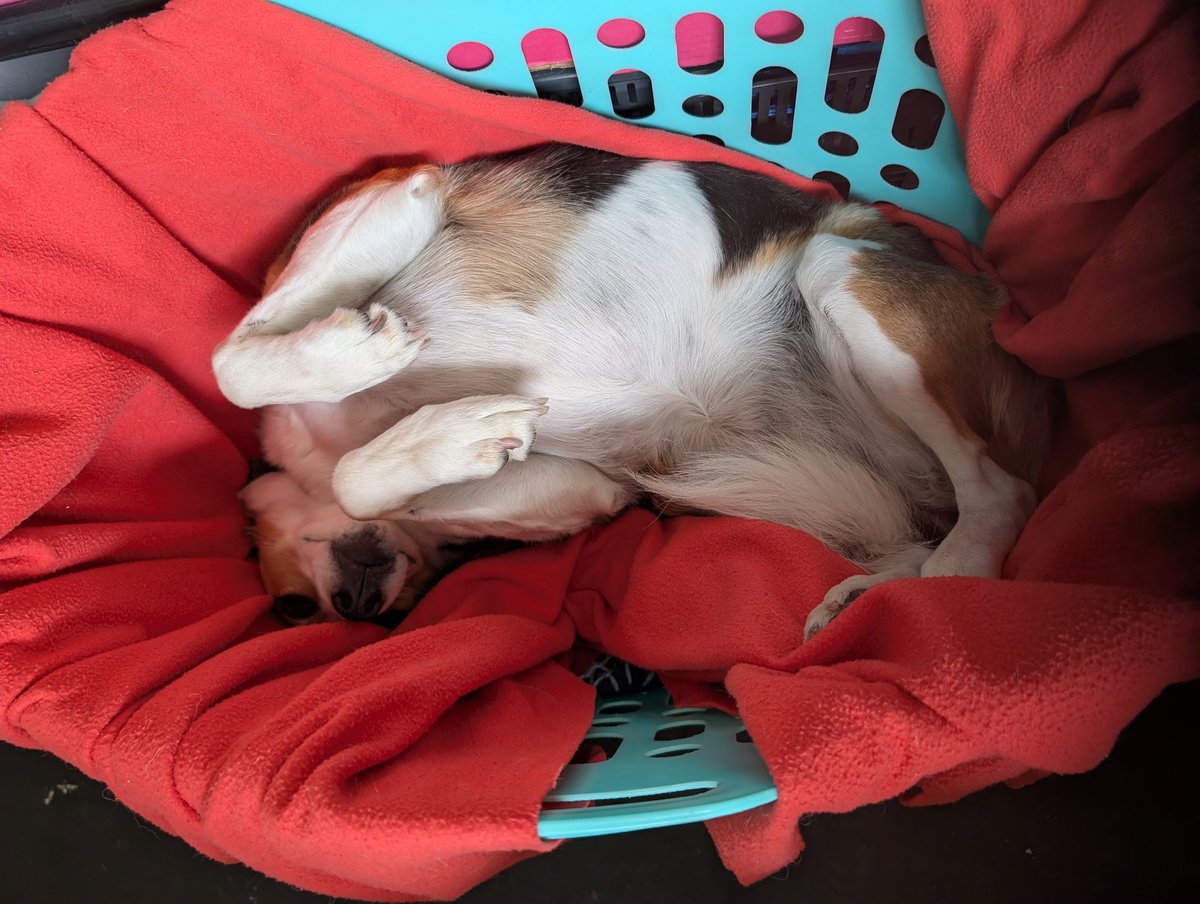 This is Jacksters favorite position. Upside down in @whamworld washing basket. Why don't they make dog beds with sides this high?

Also can lift her out of the way to mop the floor coz it's got handles 😂

Or maybe there's a market here for high sided, snug dog beds...