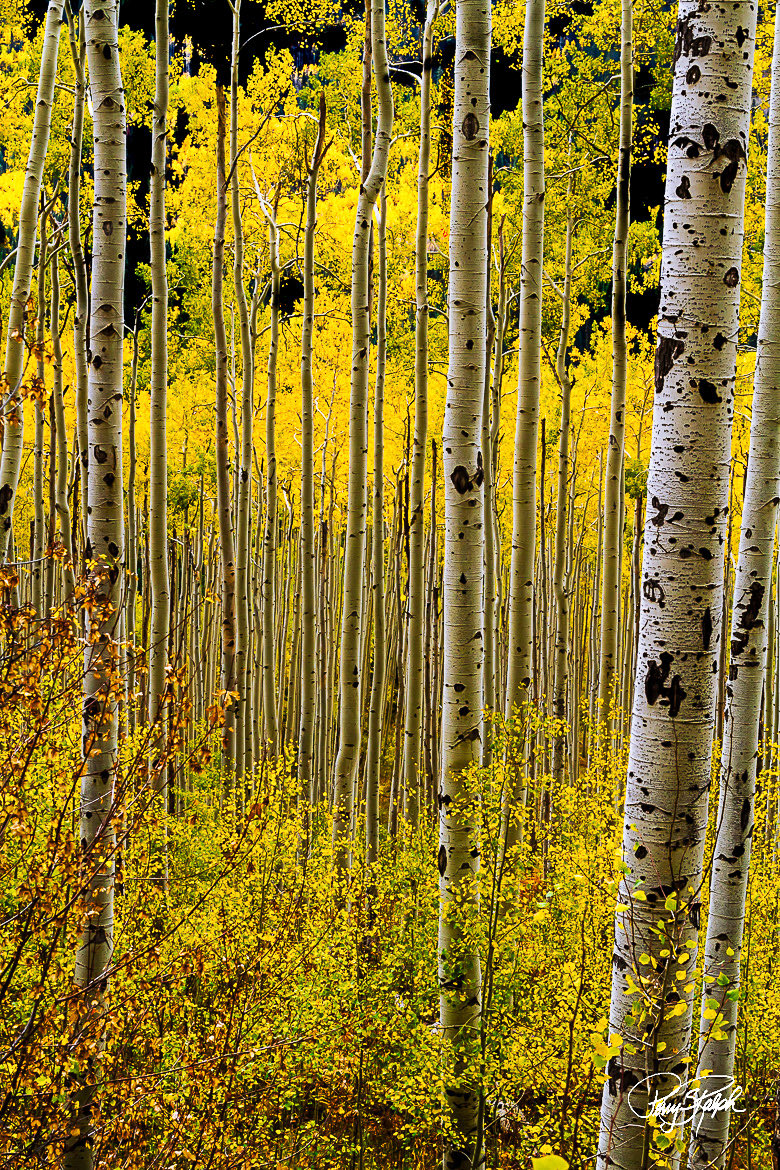 perryralph's tweet image. QP your photo of Fall Colors #FallColors 

“Aspen Trees All Dressed Up”

The golden color of Aspen trees taken on Independence Pass in Colorado 
#aspentree #Colorado