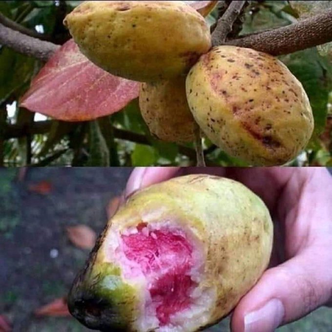 African Hub tweet media