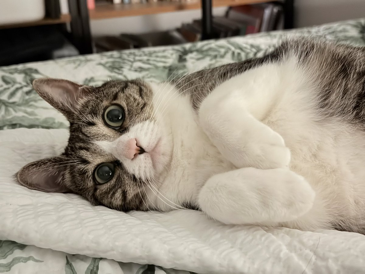 잘시간되면 혼자 이케 누워있음
너무 웃김
영혼털린 직장인같음 ㅋㅋㅋㅋㅋ