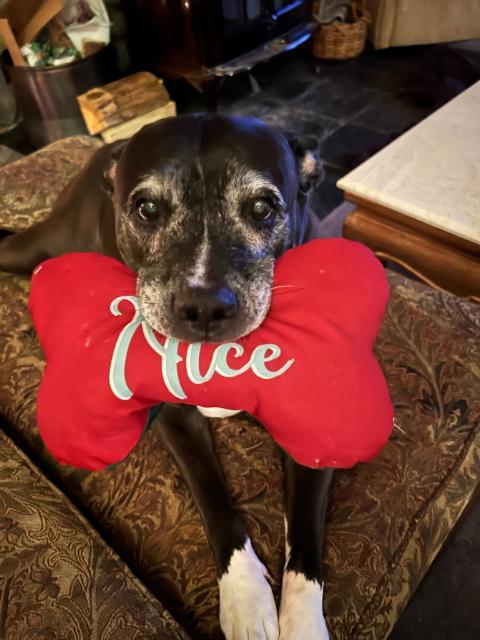 The Power of Entertainment
Yesterday we had to say goodbye to our beloved dog, Ruby who was the best family dog ever. It was heart wrenching for me &amp; the kids.
It was some consolation to think she's with my husband now ♥️
Between tears I heard my son laugh upstairs &amp; later found