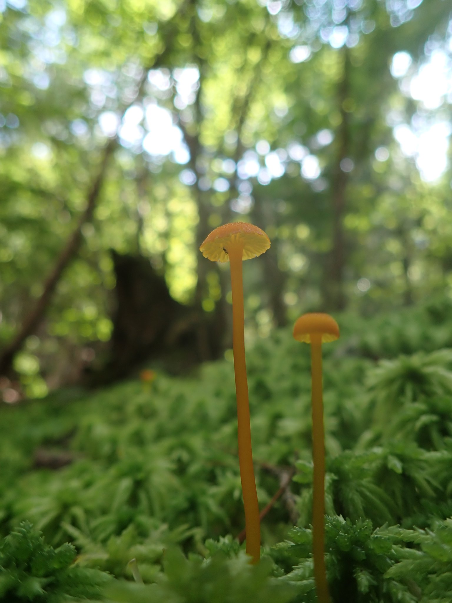 すず姉@きのこ版🍋 (@suzu_kinokobook) / X