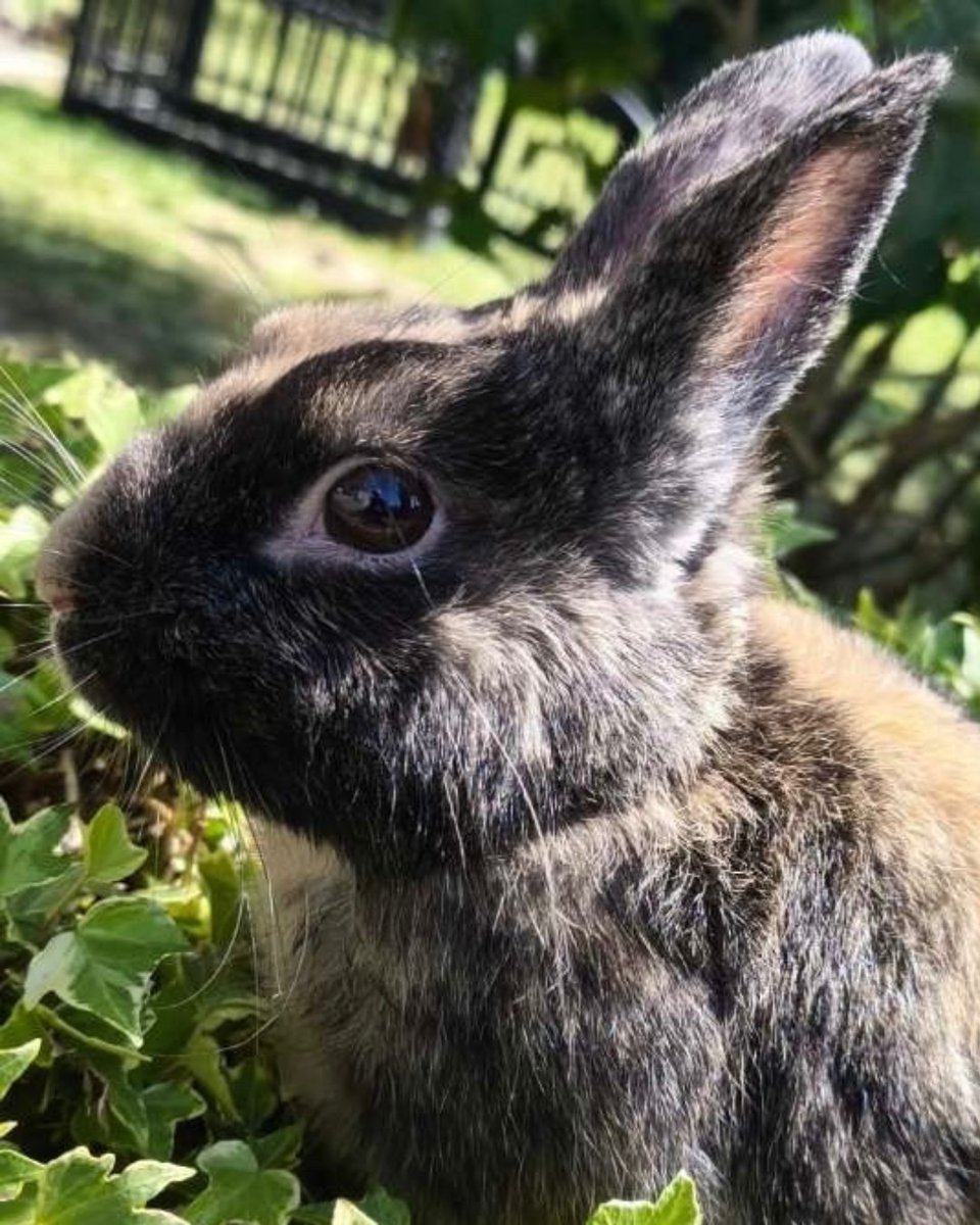 Les grandes vacances sont déjà terminées...

Pour certains, c’est l’heure de retrouver le chemin de l’école ou du travail. Dans nos refuges, c'est la continuité d'un été compliqué, et nos équipes prennent  soin des nombreux animaux recueillis.

En cette rentrée, nos pensionnaires