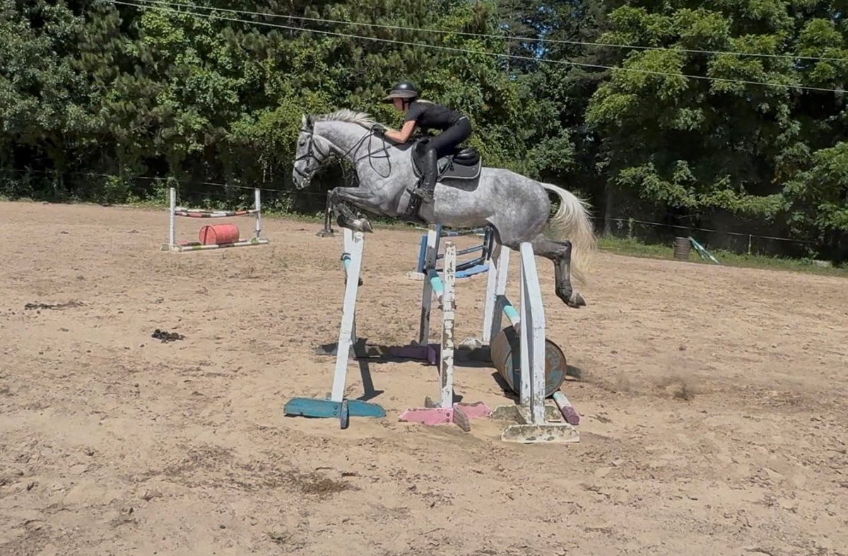 JadeFavreSportHorses tweet media