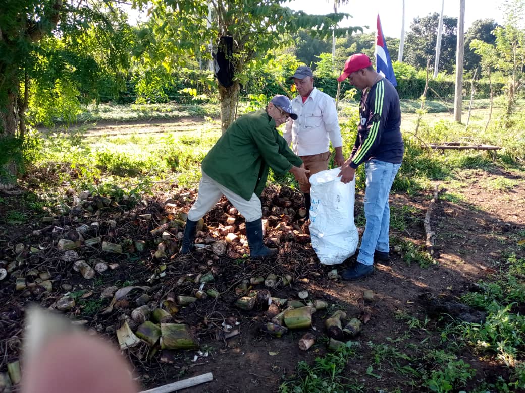 darena_ha's tweet photo. Se realiza  trabajo productivo en la UEB Los Estropajos, Empresa Agroindustrial #Sibanicú ,la  siembra de plátano con la  participación de Nulior Sánchez, Intendente en funciones,  trabajadores de los sectores del INDER,  Educación, Acueducto, la  Delegación de la Agricultura. https://t.co/LqnO5dDDfy