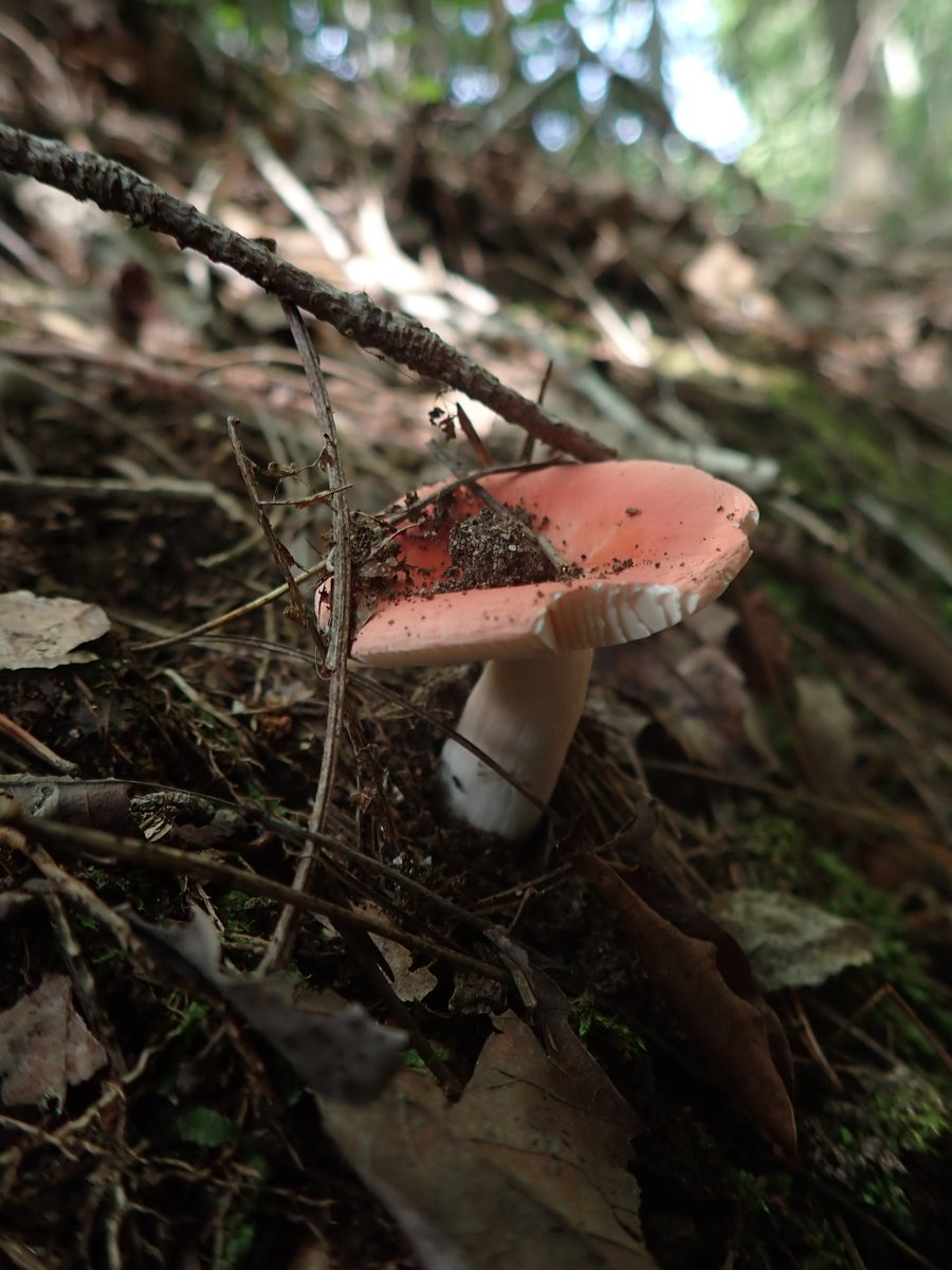 キノコっコ　ページ A1mkVJ4ljYL._UF350,350_QL80_.jpg