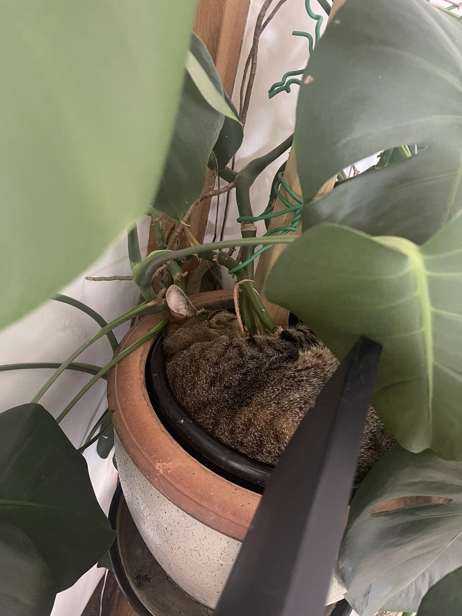 Obviously a natural sleeping spot